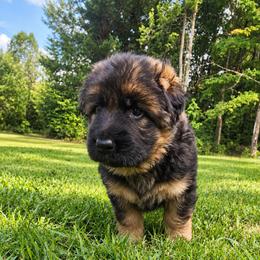 Todd - Black and red male German Shepherd puppy in White Cloud, Michigan from Von WestLynn German Shepherds