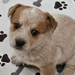 Buddy - Red speckled male Australian Cattle Dog puppy in Cora, Wyoming from Lyla Hinman's Australian Cattle Dogs