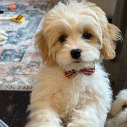 Honey - Blenheim female Cavachon puppy in Draper, Utah from Cavachon Love Chocolate Cavaliers, Cavaliers, Cavachon’s, Cavapoos
