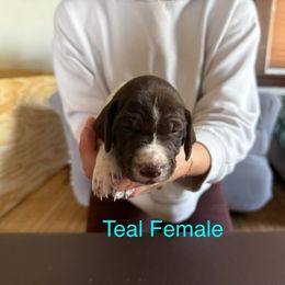 German Shorthaired Pointer Puppies from Bernardonis