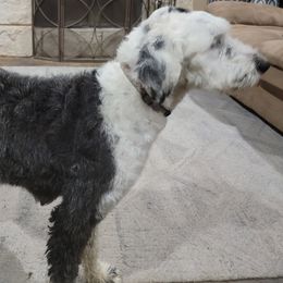 Labradoodles, Poodles, and Sheepadoodles from Oodles of poodles and doodles