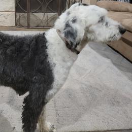 Labradoodles, Poodles, and Sheepadoodles from Oodles of poodles and doodles