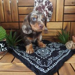 Hunter - AKC - Dapple male Dachshund puppy in Miami, Florida from Oscar's Dachshunds