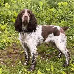 Maggie - English Springer Spaniel