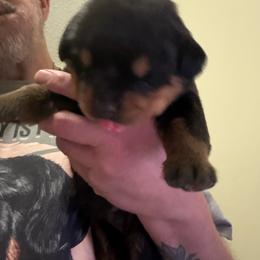 Red girl - Black and mahogany female Rottweiler puppy in Colorado Springs, Colorado from Von Locher Rotties