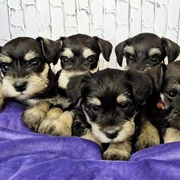 Miniature Schnauzer Puppies from Halo Schnauzer