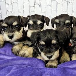 Miniature Schnauzer Puppies from Halo Schnauzer