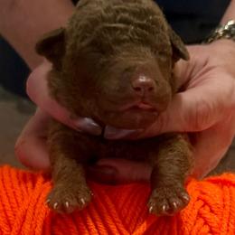 Orange Male - Deadgrass male Chesapeake Bay Retriever puppy in Houston, Texas from Monarch Chesapeakes