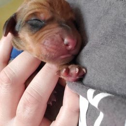 Rhodesian Ridgeback Puppies from Monarch Rhodesian Ridgebacks