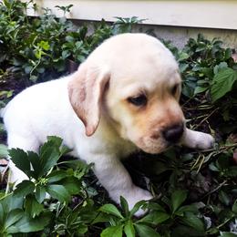 Mr. 3 - Yellow male Labrador Retriever puppy in Norwell, Massachusetts from Gabriel Ben-Yosef's Labs