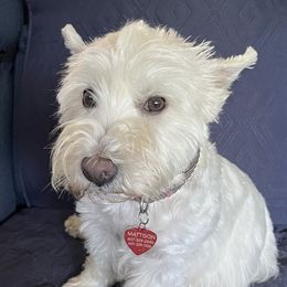 Millie - West Highland White Terrier