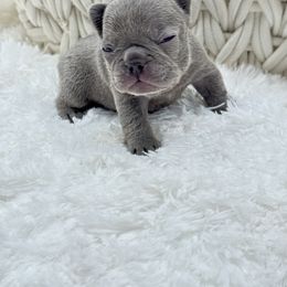 Amber - Blue female French Bulldog puppy in Campbell Hall, New York from Charlie’s Frenchies