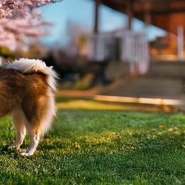 Pomsky puppies from Southpaw Pomskies