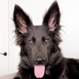 German Shepherds from Singleton Shepherds