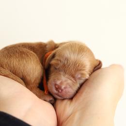 Orange - Apricot female Australian Labradoodle puppy in Williamstown, New York from Lewis Manor Labradoodles