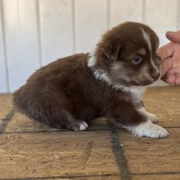 Thor - Red tri-color male Australian Shepherd puppy in Fontana, California from J.O Family Aussies