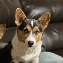 Nelly - Pembroke Welsh Corgi