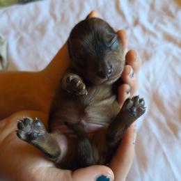 Boy 1 - Dapple male Dachshund puppy in Fallon, Nevada from Butterbean Dachshunds