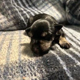 Otis - Black and silver male Miniature Schnauzer puppy in Winterville, Georgia from Patty’s Little Pups