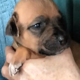 Girl 3 - female Rhodesian Ridgeback puppy in Alabama from Celtic Lore Ridgebacks