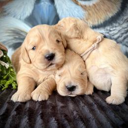 4th Pick - Golden female Golden Retriever puppy in Mc Arthur, California from California Golden Love