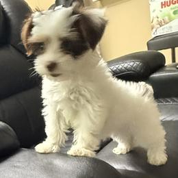 Omi AKC - Chocolate, tan and white female Yorkshire Terrier puppy in Labelle, Florida from Chocolate and Parti Yorkies in Florida