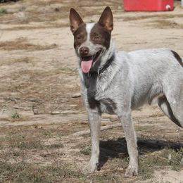 Australian Cattle Dogs and Dachshunds from Double S Kennel
