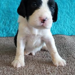 Boy 3 - male English Springer Spaniel puppy in North Carolina from Ebenezer Valley ESS
