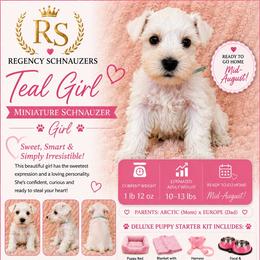 Girl-4 - Teal - White female Miniature Schnauzer puppy in Lehigh Acres, Florida from Regency Schnauzer
