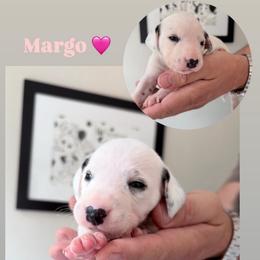 Margo - White and black female Dalmatian puppy in Chehalis, Washington from Dalmatian Vacation