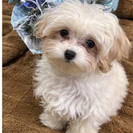 Taffie - Cream female Maltipoo puppy in Chattanooga, Tennessee from Joy-fur puppies