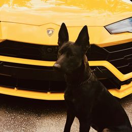 Navi - Dutch Shepherd