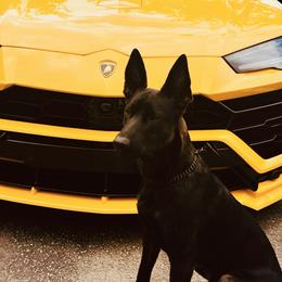 Navi - Dutch Shepherd