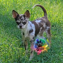 Penny - Chihuahua