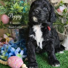 Poppy-red collar - Black female Saint Berdoodle puppy in Paw Paw, Michigan from ProAct Canines
