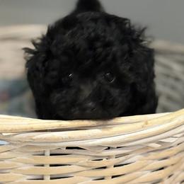 AKC black toy female - Black female Poodle puppy in Quincy, Florida from Always Best Kennels, Inc