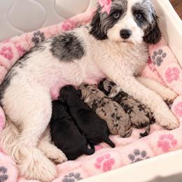 Cavapoo puppies from Jenny La Bone