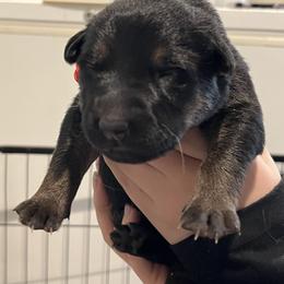 Anise - Black and tan female German Shepherd puppy in Colorado Springs, Colorado from Forest Home Shepherds