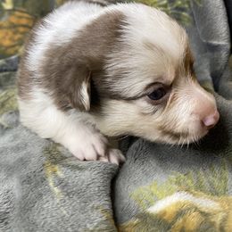 Sally - Liver and white female American Corgi puppy in Grants Pass, Oregon from KnR Antler Dogs
