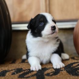 BATTY - Black tri-color female Australian Shepherd puppy in Star City, Arkansas from Blush & Lace Aussie Co.