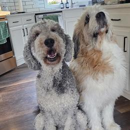 Saint Berdoodle puppies from Mad Hatter Farms Saint Berdoodles