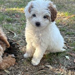 Winter - Parti female Goldendoodle puppy in Brooksville, Florida from Abby’s Standard Goldendoodles