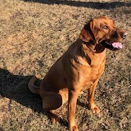 Labrador Retrievers from Sammy G's Gun Dogs