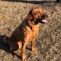 Labrador Retrievers from Sammy G's Gun Dogs