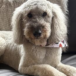 Goldendoodles from Rosie's Doodle Den