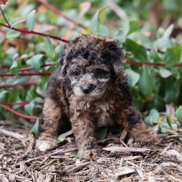 Bobbi - Merle female Whoodle puppy in West Bend, Iowa from Blue Skies Terriers