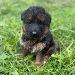 Blue collar - Black and red male German Shepherd puppy in London, Ohio from Rose Trail Siberian’s