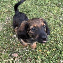 Mable - Sable female Dachshund puppy in Whitesboro, Texas from Whitesboro Dachshund
