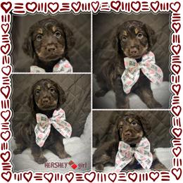 HERSHEY - Brown and white female Aussiedoodle puppy in Houston, Texas from Jomelkin Furry Pals