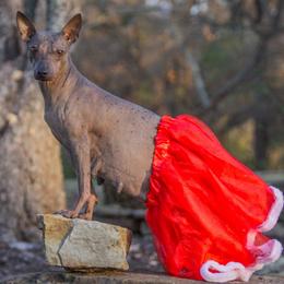 American Hairless Terrier puppies from Popping Off AHTs